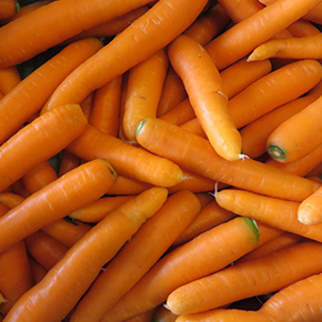 welFRIsch Karotten