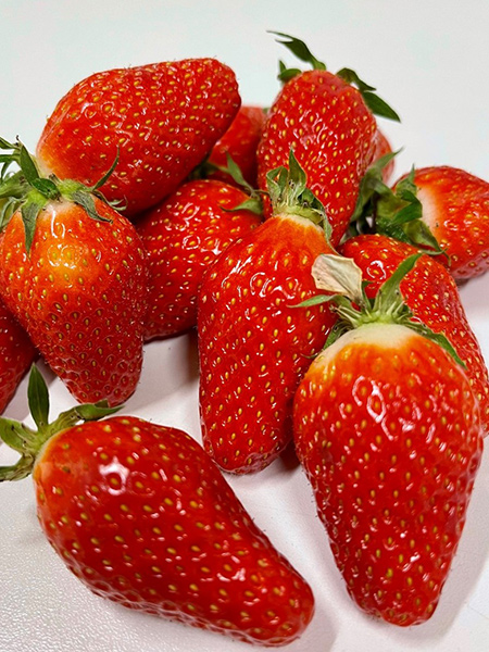 Erdbeeren Gariguette - Frankreich