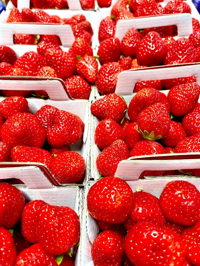 Erdbeeren Mara de Bois in Kartonschalen