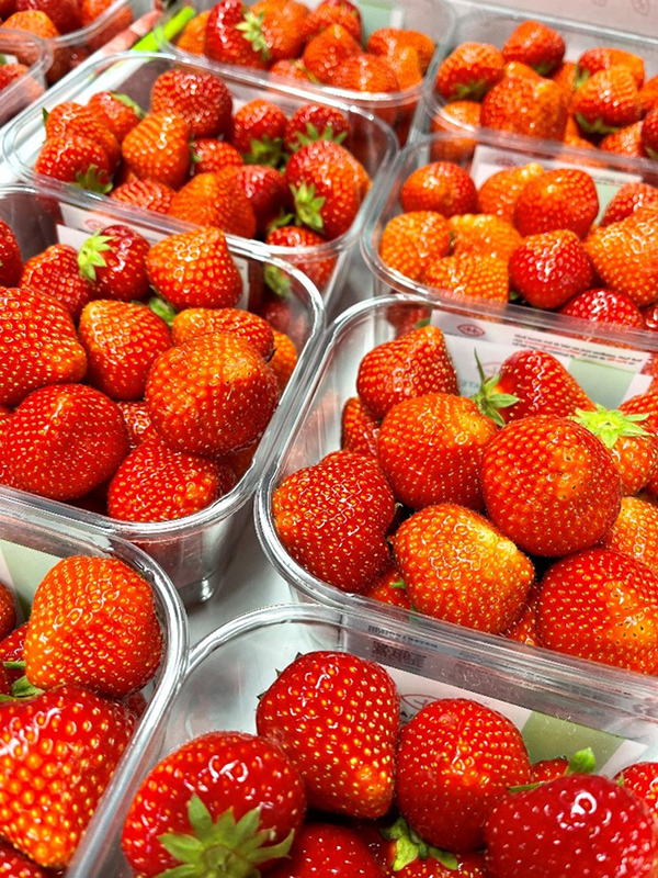 Erdbeeren Niederlande