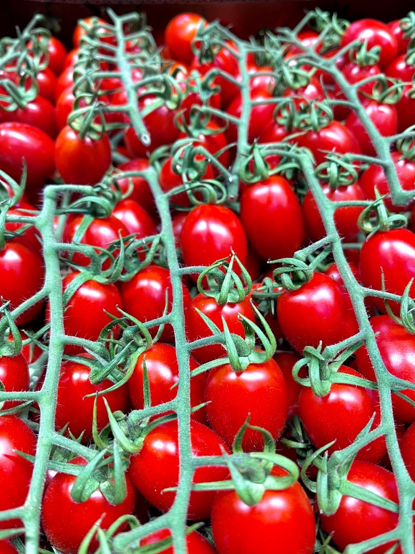 Tomaten - Import