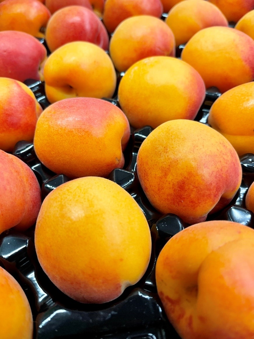 Aprikosen Extra aus Australien im Gebinde für Grossabnehmer