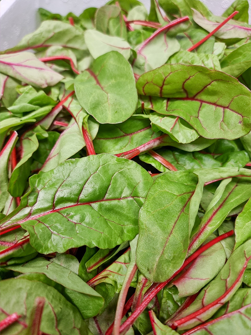 Red Chard - Italien