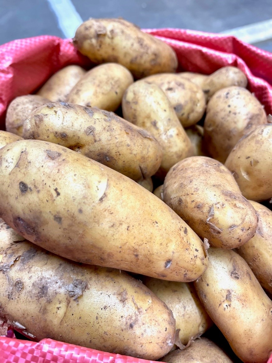 Neue Kartoffeln - Zypern