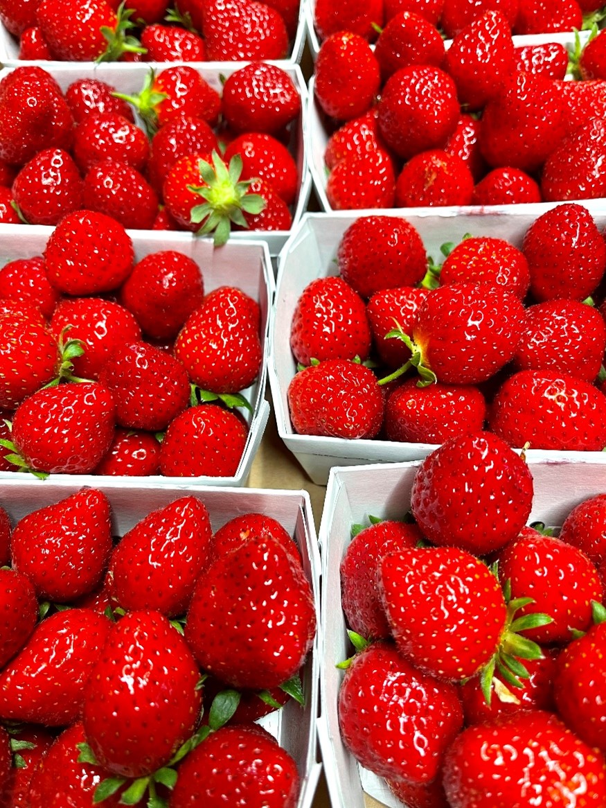 Erdbeeren Mara de Bois