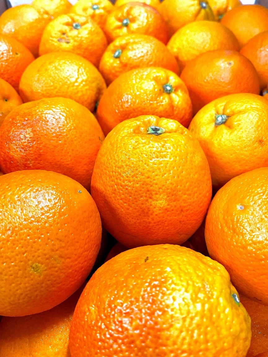Orangen Tarocco - Grosshandel engros