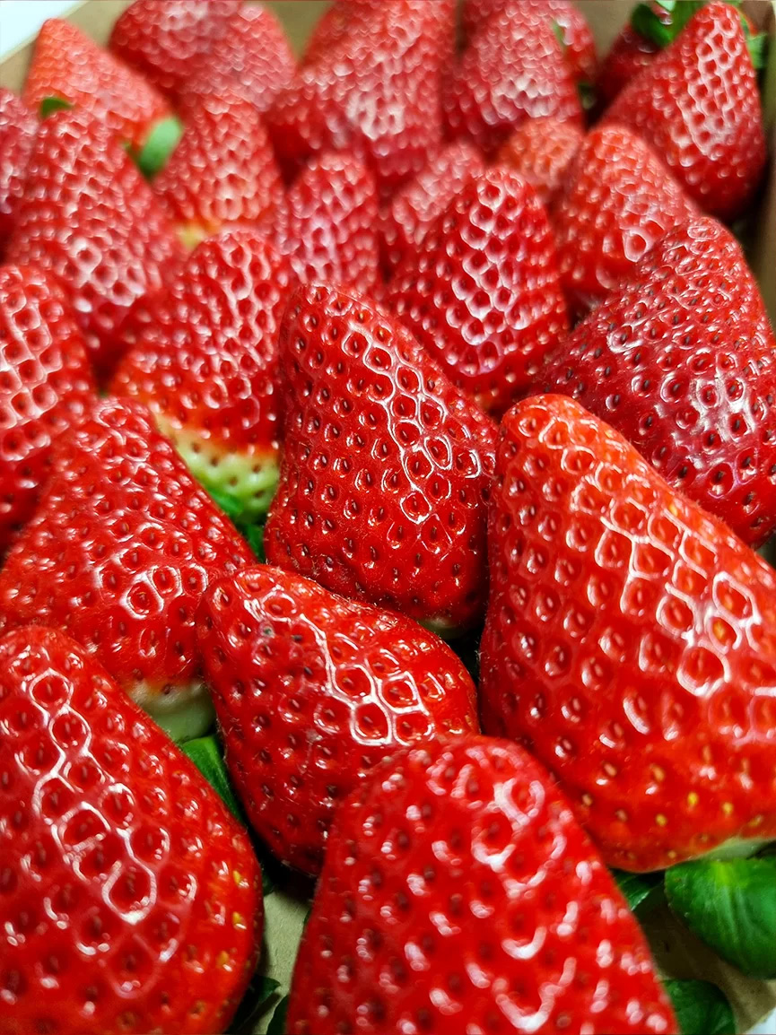 Erdbeeren Spanien - Grosshandel - engros