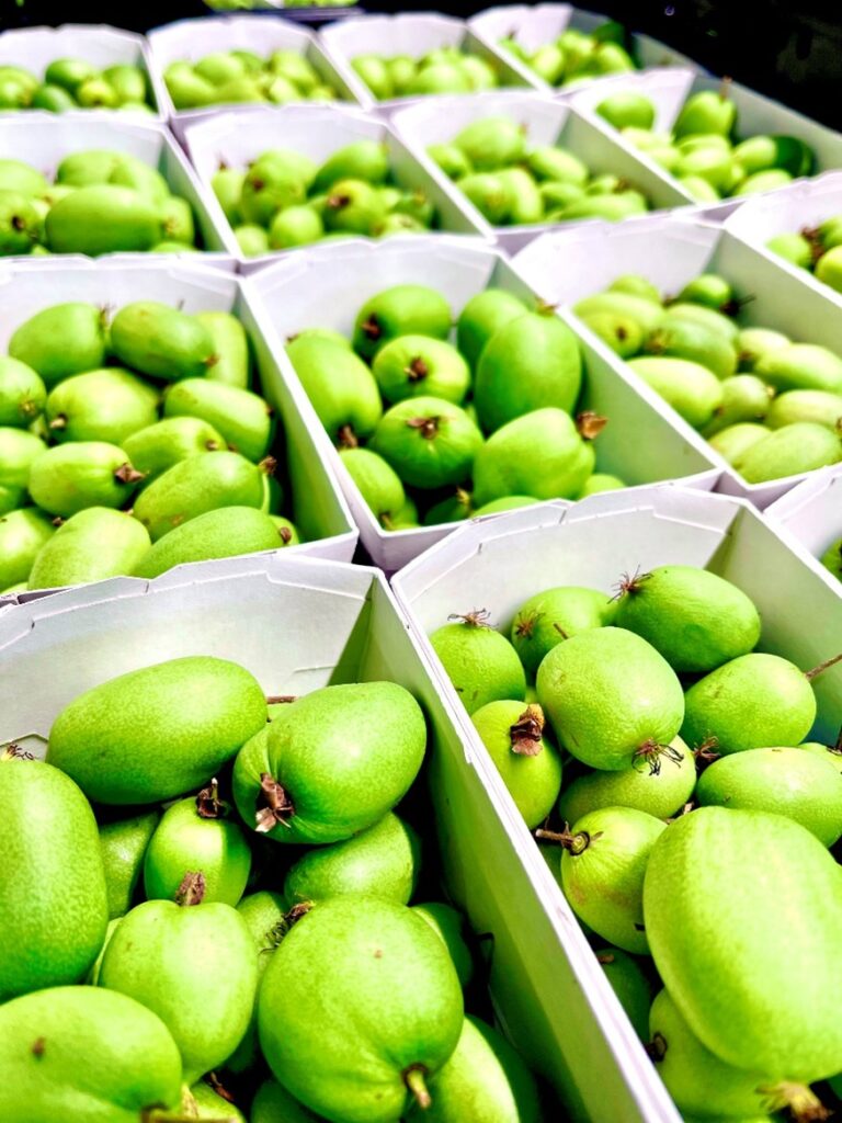 Mini-Kiwi Schweiz