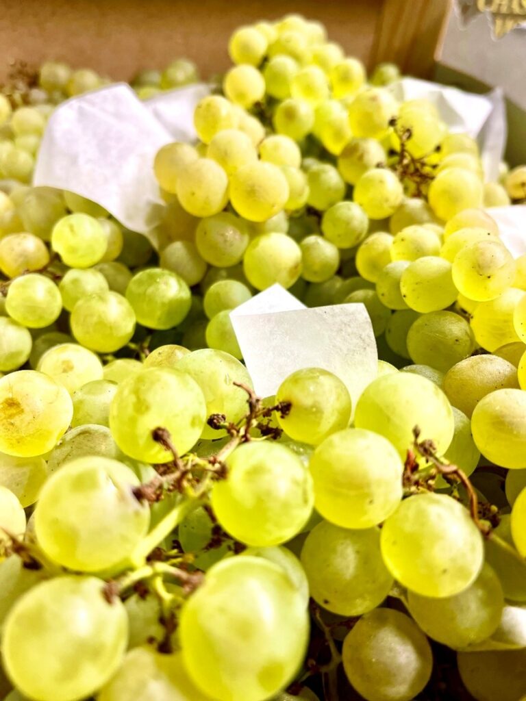 Trauben Chasselas de Quercy Frankreich