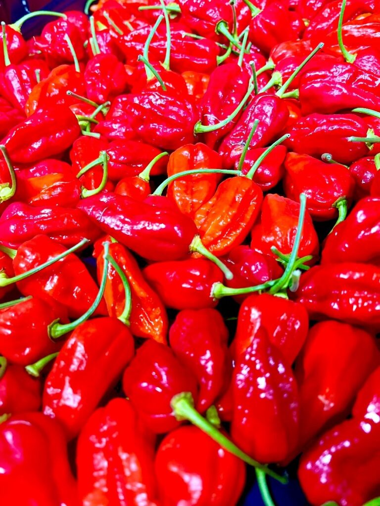 Bhut Jolokia Schweiz