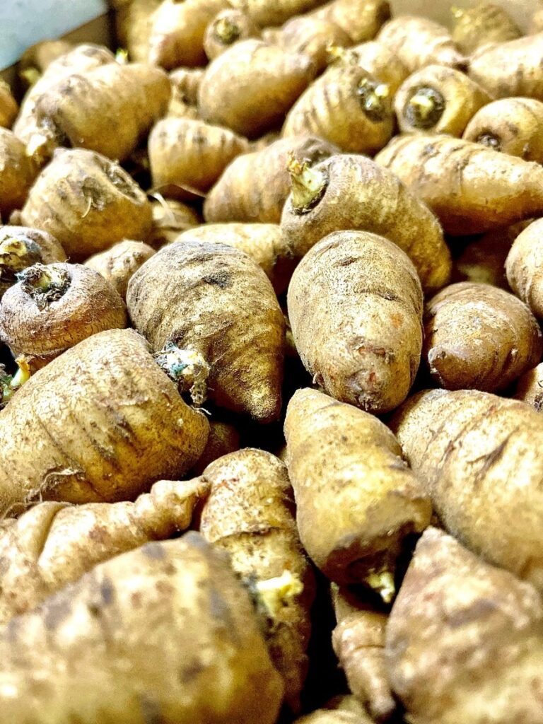 Kerbelwurzel Frankreich