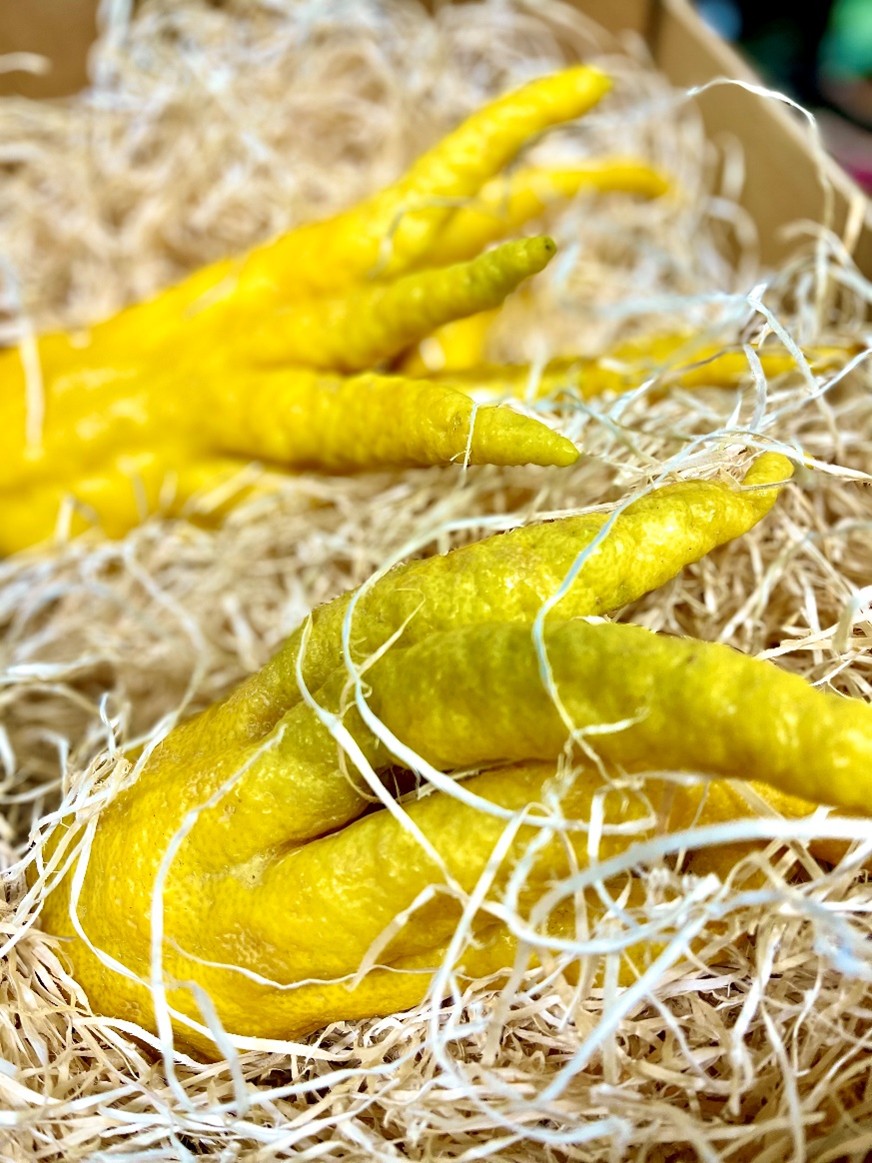 Spezialität Buddhas Hand, Aufnahme in Kiste