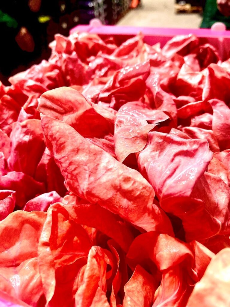 Rosa del Sile Italien