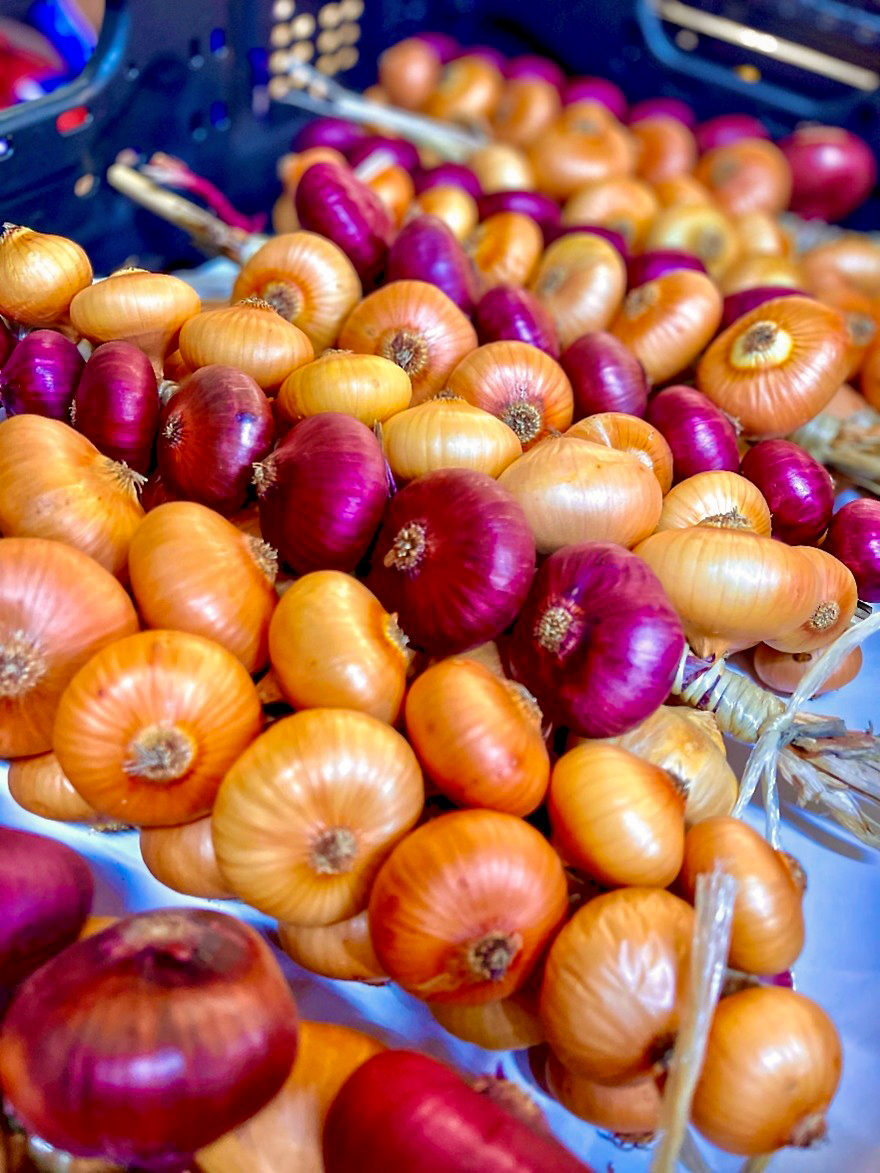 Zwiebelzopf im Gebinde