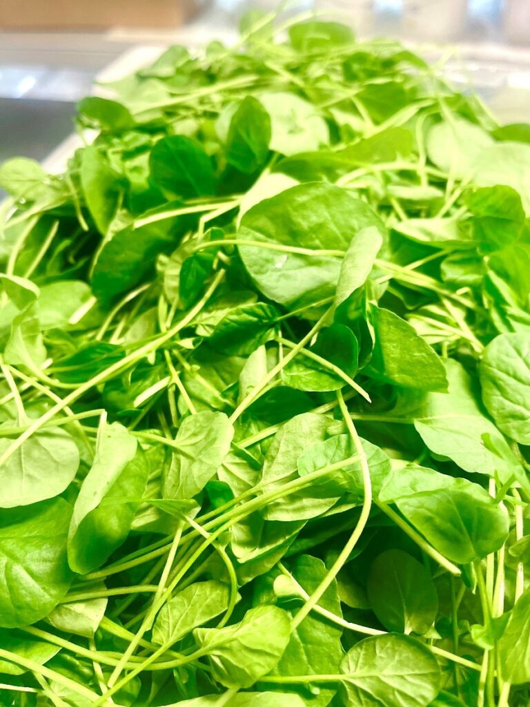 Brunnenkresse Italien