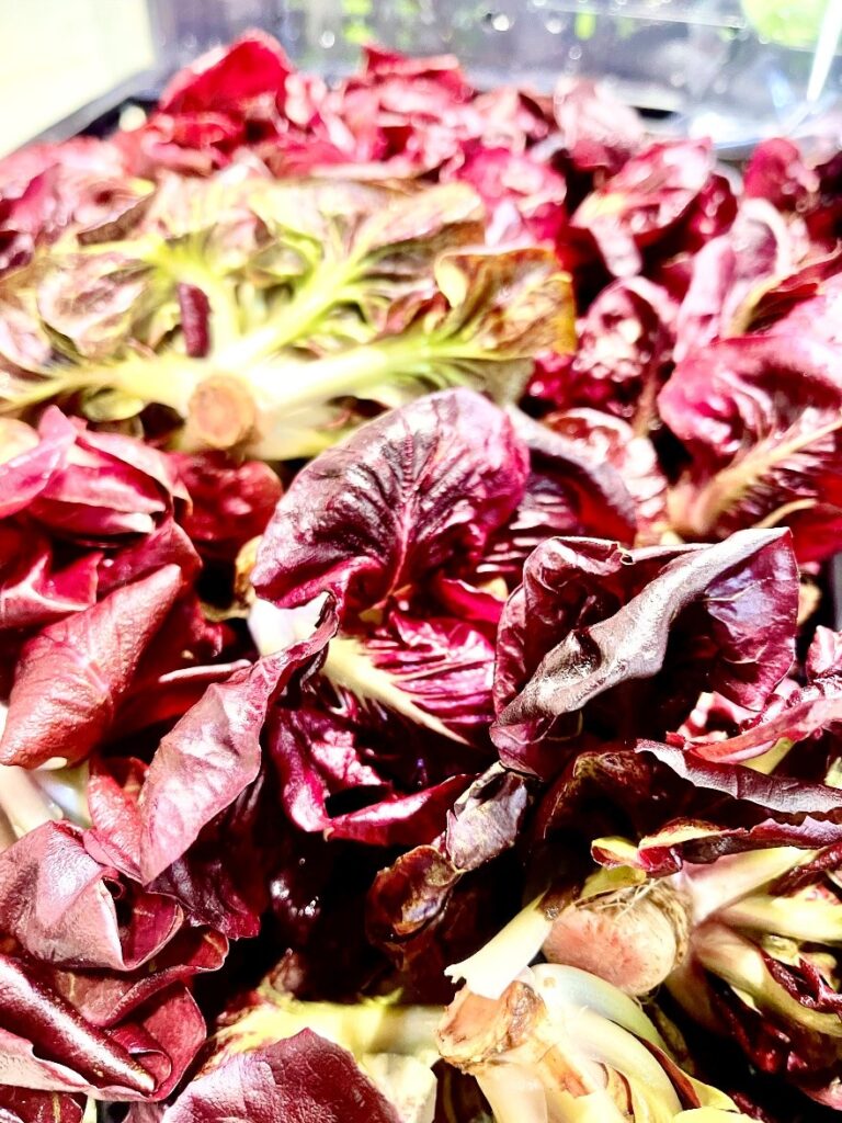 Grumolo rosso Schweiz