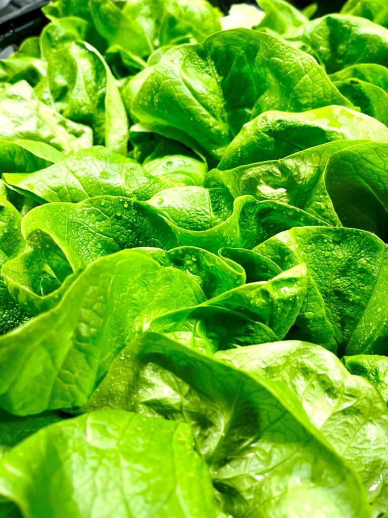 Kopfsalat gruen Schweiz