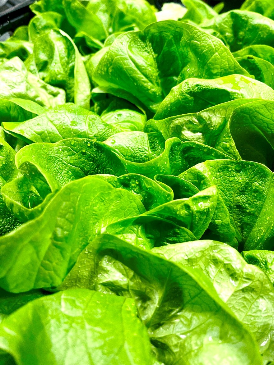 Kopfsalat gruen Schweiz