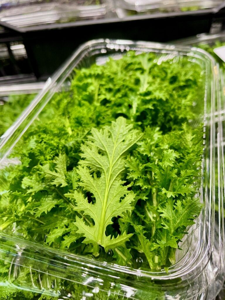 Rucola Wasabi Italien