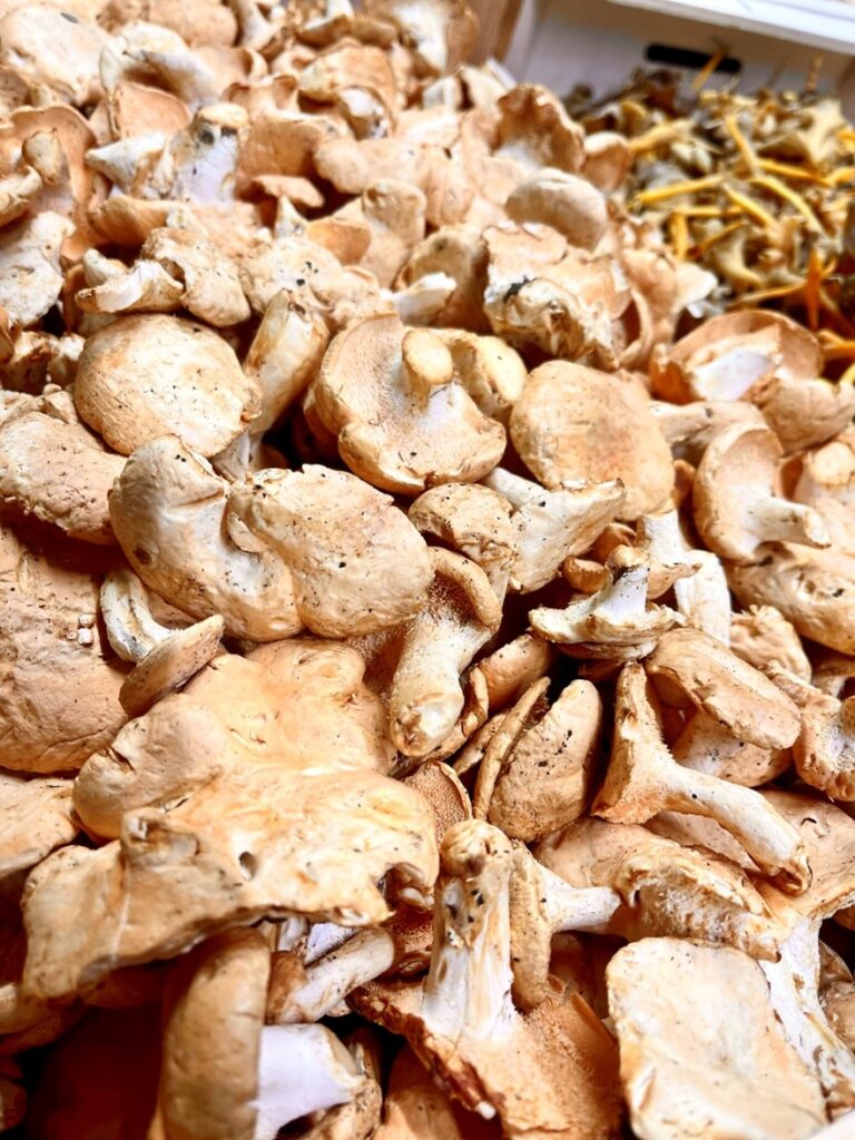 Semmel Stoppelpilz Portugal