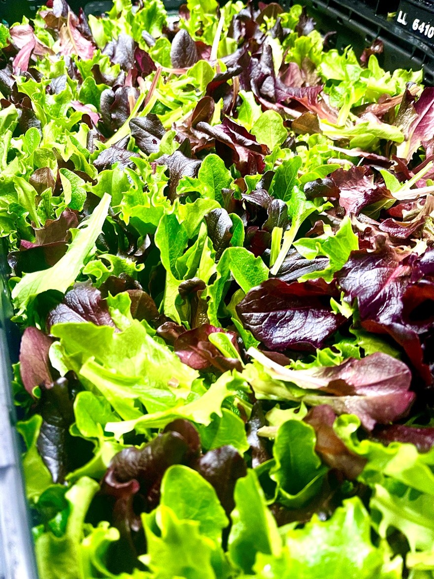 Baby Leaf Schweiz Grosshandel