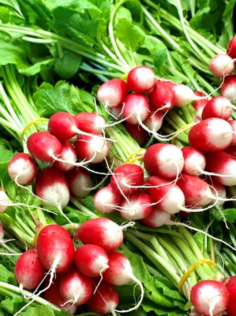 Radiesli rot weiss engros