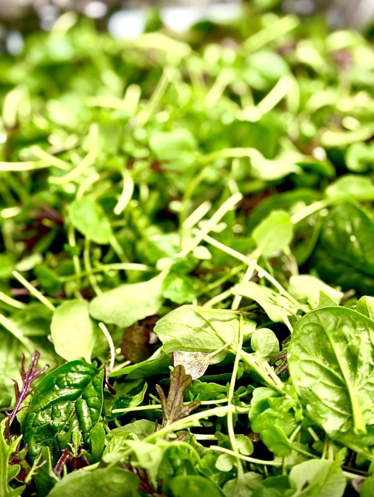 Asia Mix Salat Schweiz