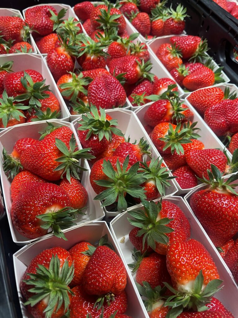 Erdbeeren Schweiz Gebinde mit 250g Schalen