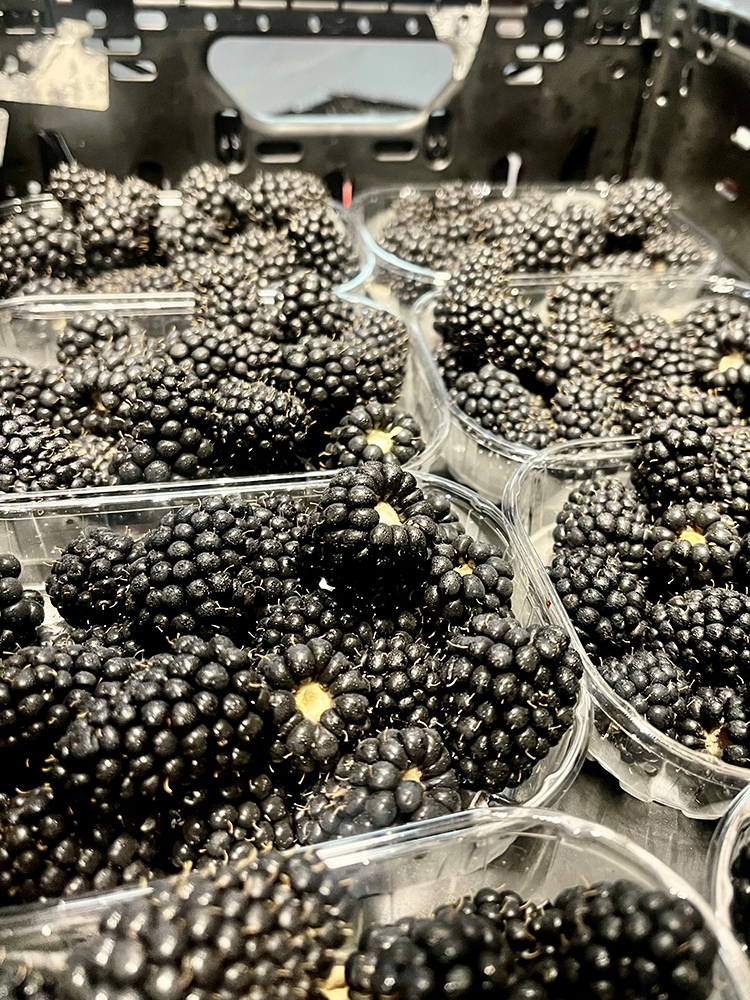 Brombeeren Schweiz