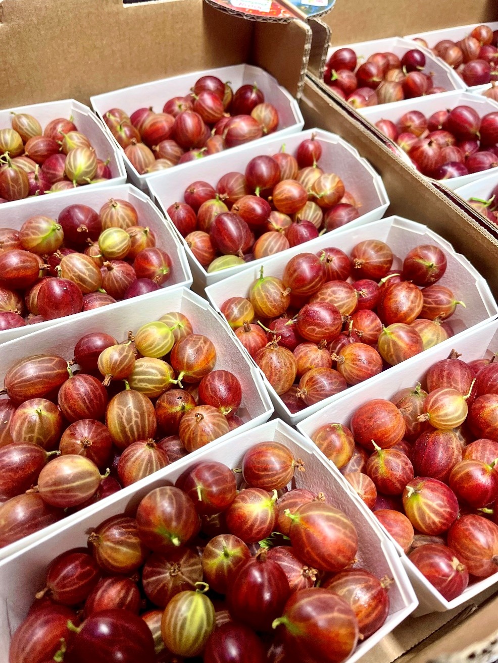 Stachelbeeren Schweiz