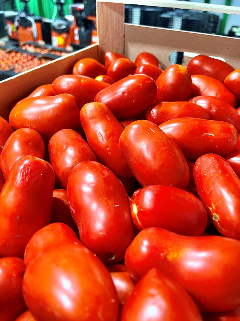 Tomaten für Sugo
