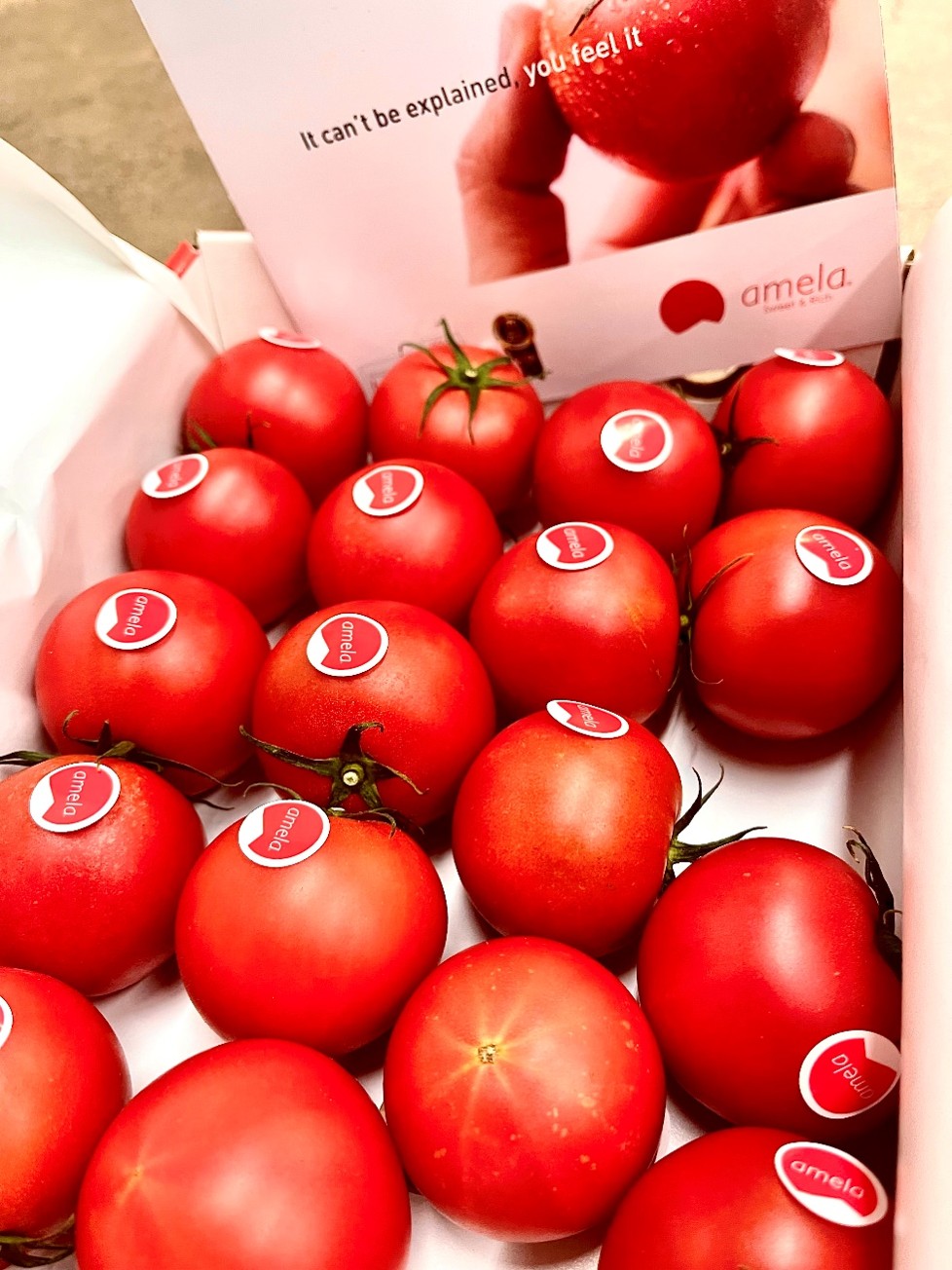 Amela Tomaten Spanien